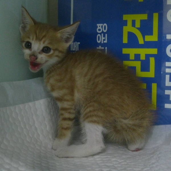 산타클라라동물병원_431369202300553